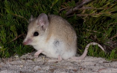 White-tailed Dunnart