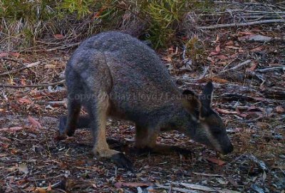 Western Brush Wallaby