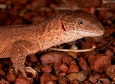 Varanus brevicauda