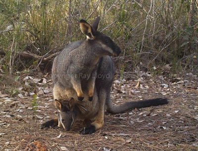 Western Brush Wallaby