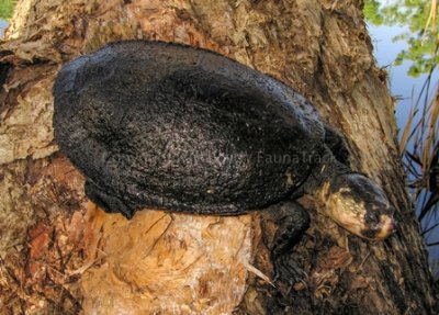 Elseya lavarackorum