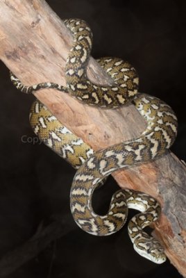 Morelia spilota mcdowelli