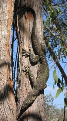 Varanus varius