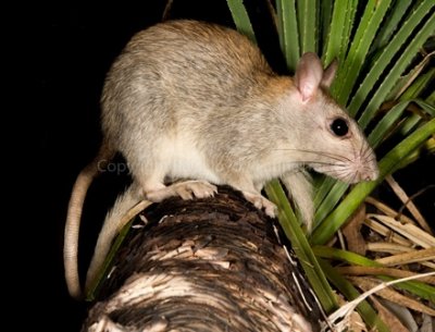 Golden-backed Tree Rat