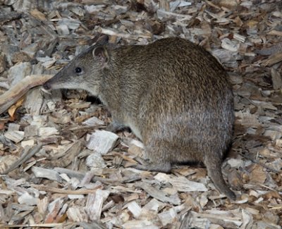 Mammals of Australia (Bandicoots and Bilbies)