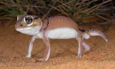 Lizards of Australia (Carphodactylidae)
