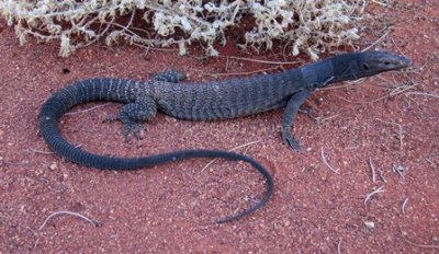 Varanus tristis