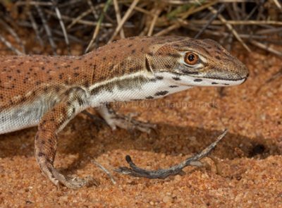 Varanus eremius