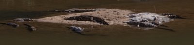 Crocodylus johnstonei
