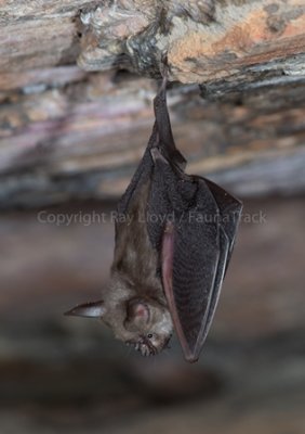 Northern Leaf-nosed Bat