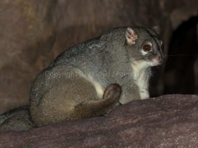 Rock Ringtail Possum