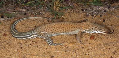 Varanus eremius