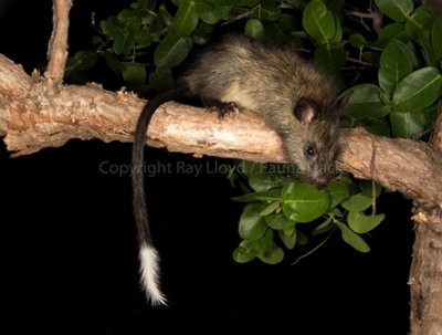 Black-footed Tree-rat