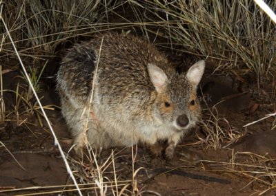 Mammals of Australia (Kangaroos and Wallabies)