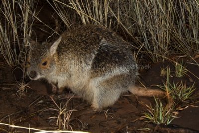 Spectacled Hare Wallaby