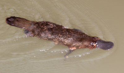 Mammals of Australia (Monotremes)