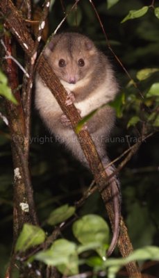 Daintree River Ringtail Possum