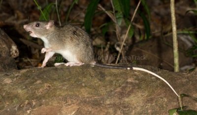 Giant White-tailed Rat