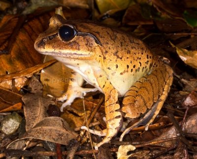 Mixophyes fasciolatus