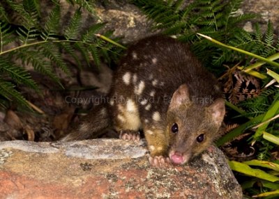 Spotted-tail Quoll or Tiger Quoll