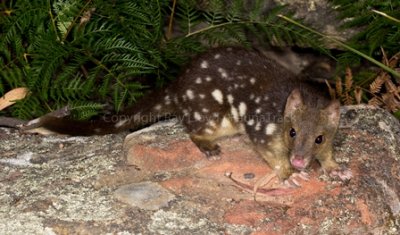 Spotted-tail Quoll or Tiger Quoll