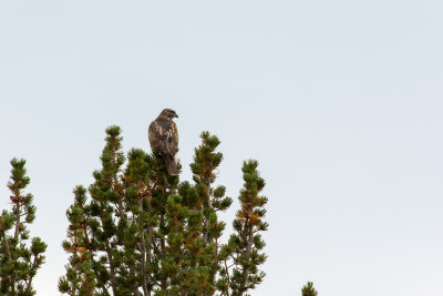 Hawk or ??