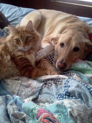 Alyssa Farrows dog Milo with his cat Melzer.jpg