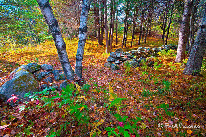 _MG_9647 Stonewall in the Woods