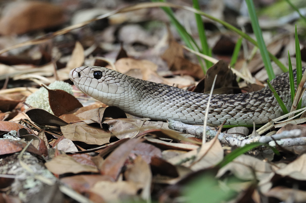 Pine snake