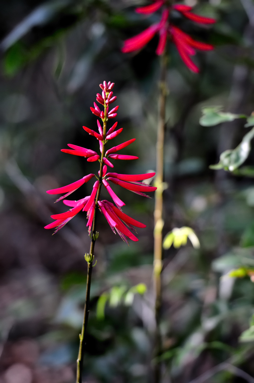 Coralbean