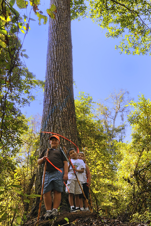 Really big Bay tree