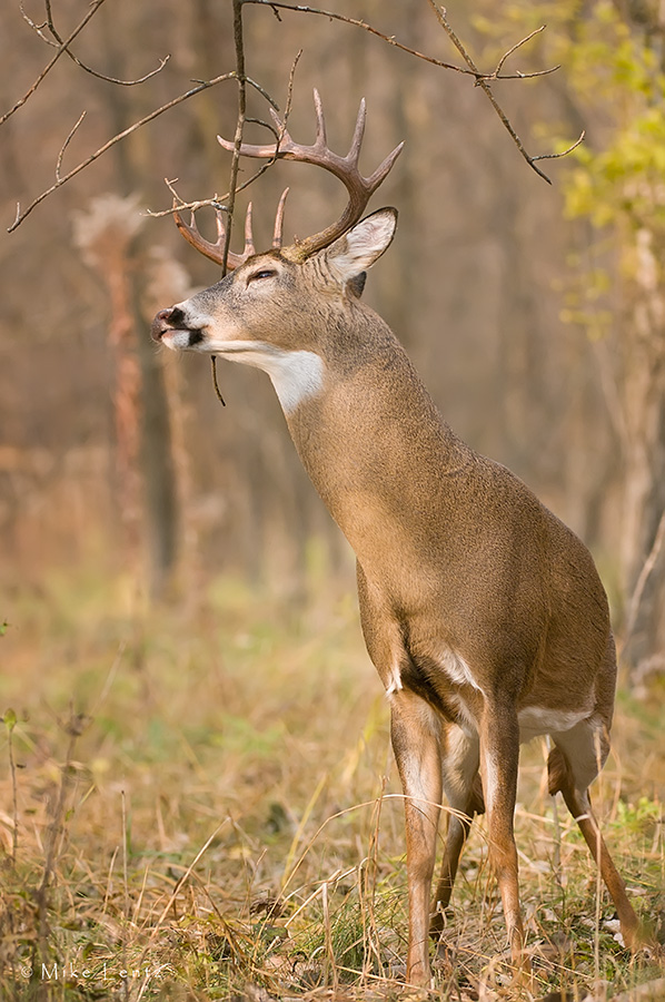 14 point buck scrapes upward