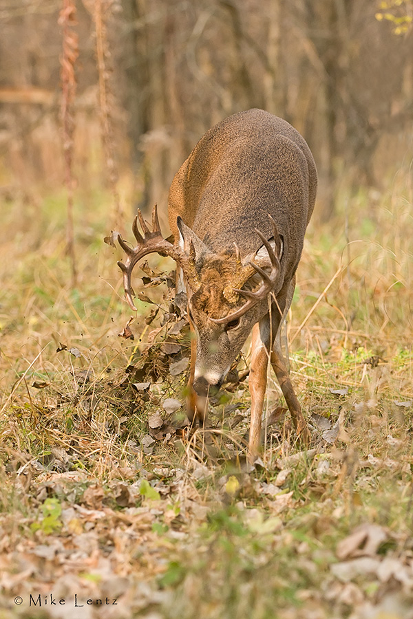 Buck scrapping