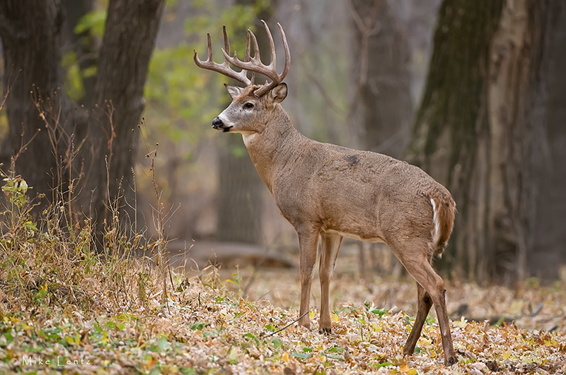 Big Woods Buck