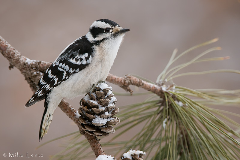 Downy on winter pine