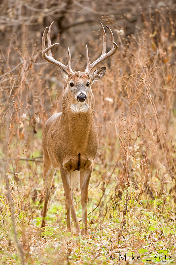 Tall tines