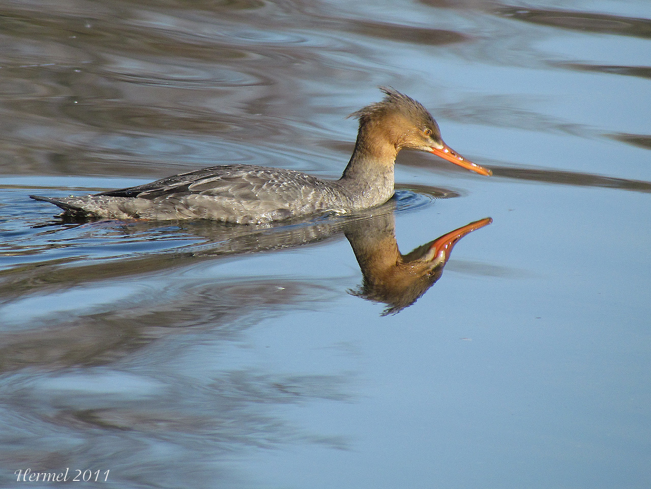 Harle hupp - Red-breasted Merganser