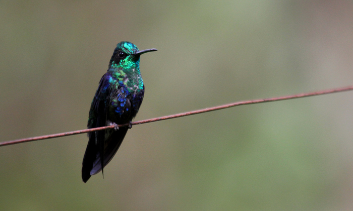 Green Crowned Brilliant (hummingbird)