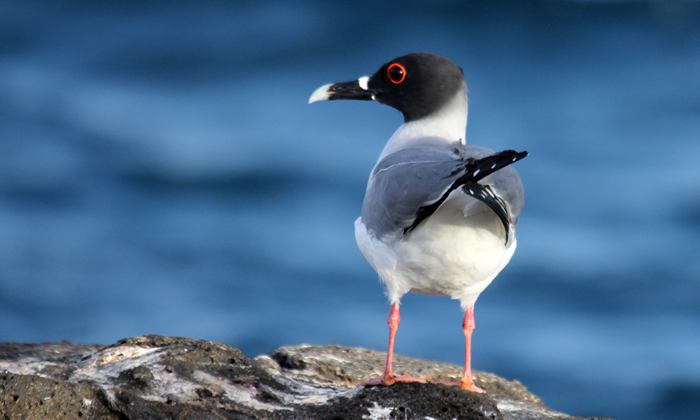 Swallow-tailed Gull