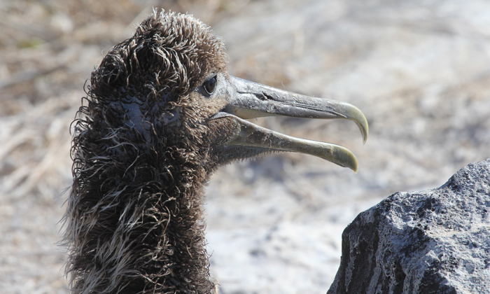 Waved Albatross