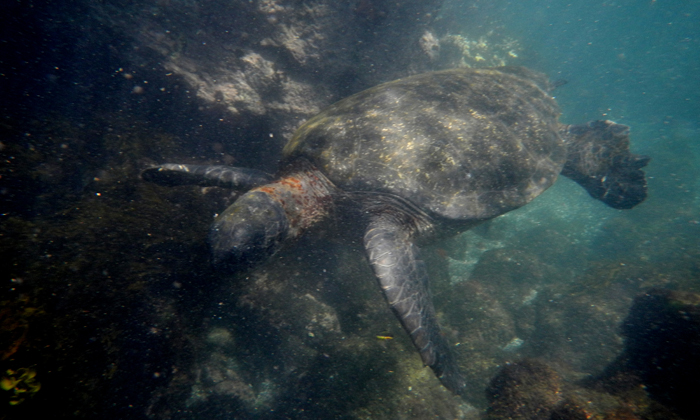 Green Sea Turtle