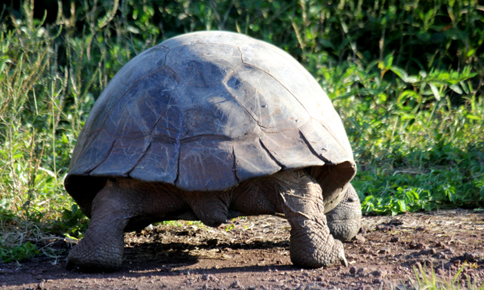 Galapagos Giant Tortoise