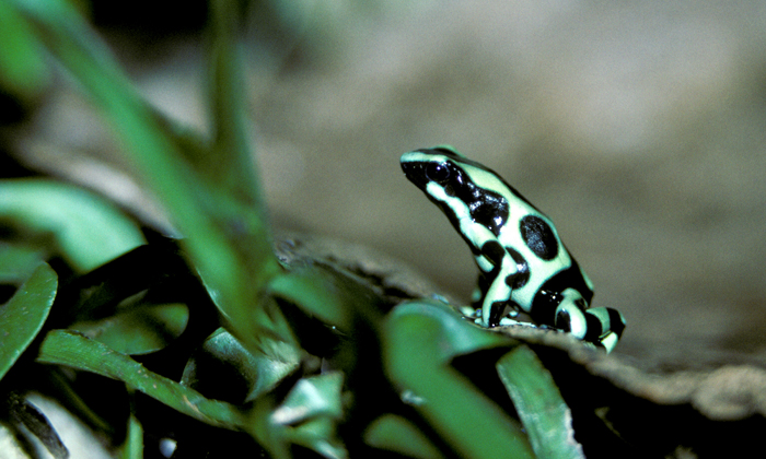 Green and black Poison arrow frog (cc)