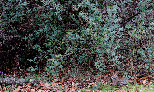 Cottontail Rabbit