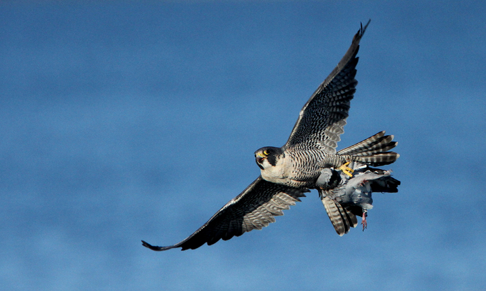 Pigeons Worst Nightmare, Peregrine Falcon