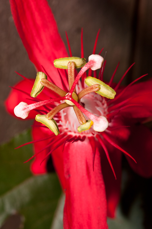 Red passionflower