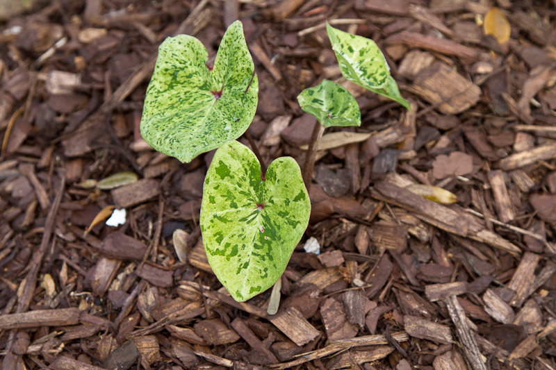 Caladium