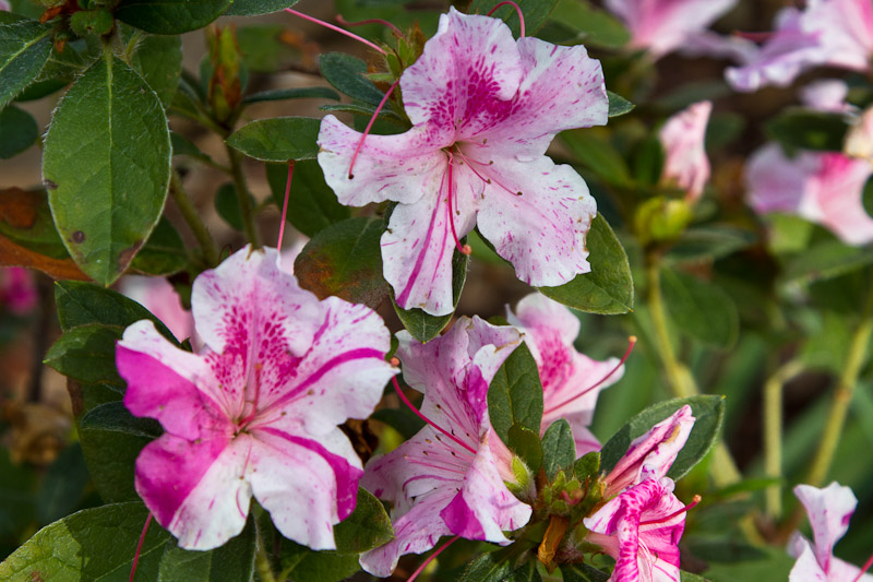 Encore azalea flowers