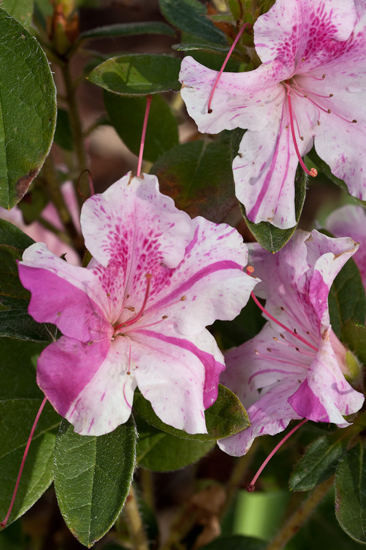 Encore azalea flowers