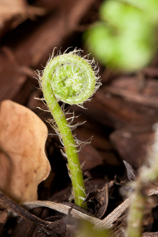 New fern shooting up